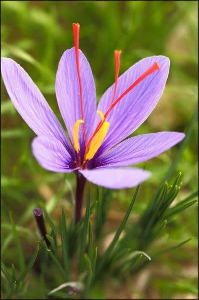 Saffron flower bulbs for planting in garden pots