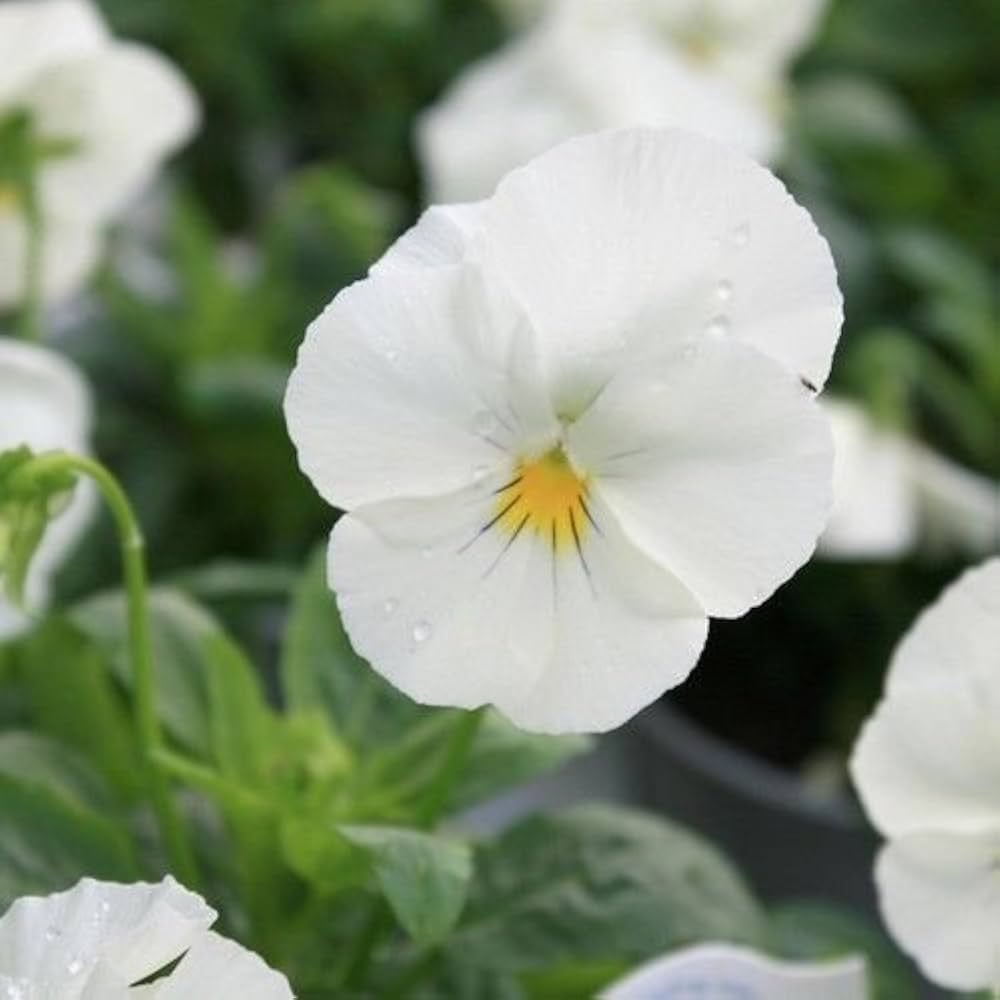 Cool Wave white pansy Viola × wittrockiana flower seeds for planting in backyard gardens