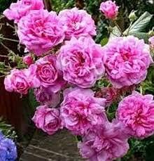Pink Damask Flower Seeds for Planting, 100 pcs for planting in your garden.