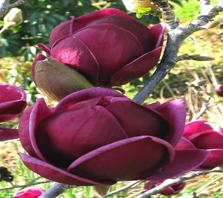 Magnolia Flower - Heirloom, Non - Gmo Seeds