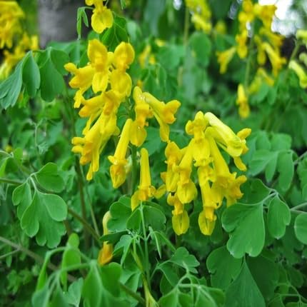 Corydalis Flower - Heirloom, Non - Gmo Seeds