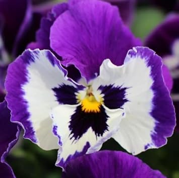 Pansy Flower White Purple - Heirloom, Non - Gmo Seeds
