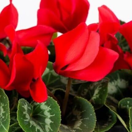 Red Cyclamen Flower - Heirloom, Non - Gmo Seeds
