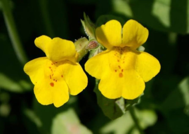 Yellow Mimulus Flower Seeds for Planting 100