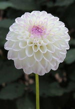 Dalia white flower seeds