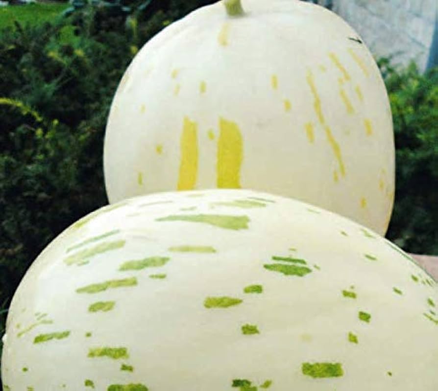 Pflanz Jumbo-Melone-Samen