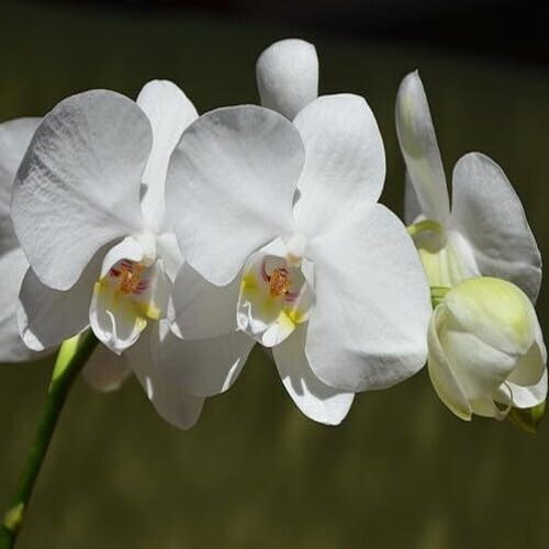 Orchid Flower Growing White - Heirloom, Non - Gmo Seeds