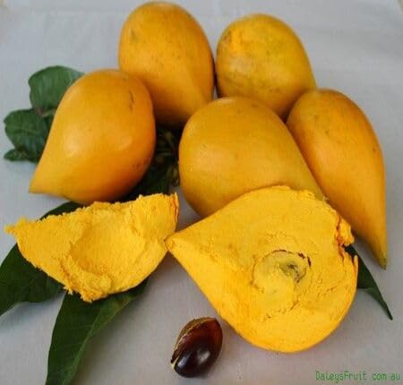 Yellow Lucuma Fruit - Heirloom, Non - Gmo Seeds
