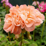 Geranium Pelargonium seeds for garden and perennial plants