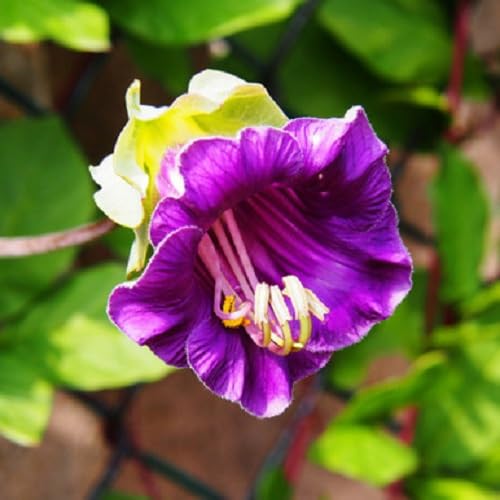 Violet Cobaea Flower - Heirloom, Non - Gmo Seeds