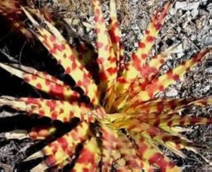 Hechtia Sp Tehuacan Seeds for Planting - NON GMO Seeds Dhara Seeds