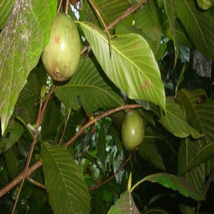 Green Borojo Fruit - Heirloom, Non - Gmo Seeds