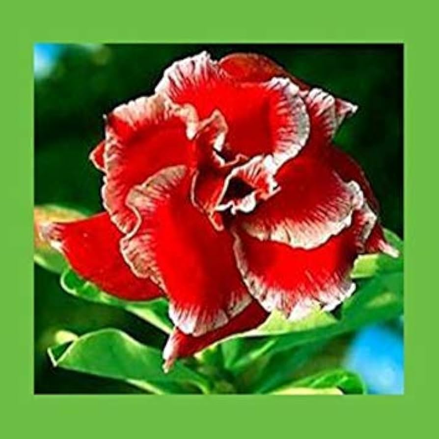 Desert Rose – Adenium obesum – for planting in balcony garden