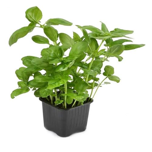 Basil Green - Heirloom, Non - Gmo Seeds