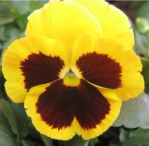 Yellow Marron Pansy Flower - Heirloom, Non - Gmo Seeds