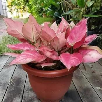 Aglaonema Red Flower Seeds for Planting - NON GMO Seeds Dhara Seeds