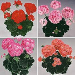 Black - Velvet for planting in home garden