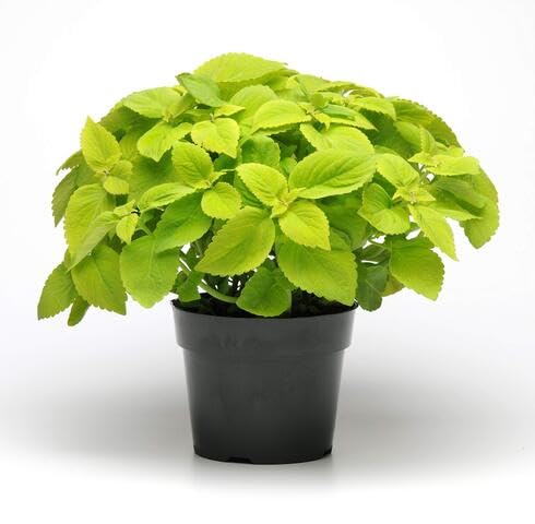 Green Coleus - Heirloom, Non - Gmo Seeds