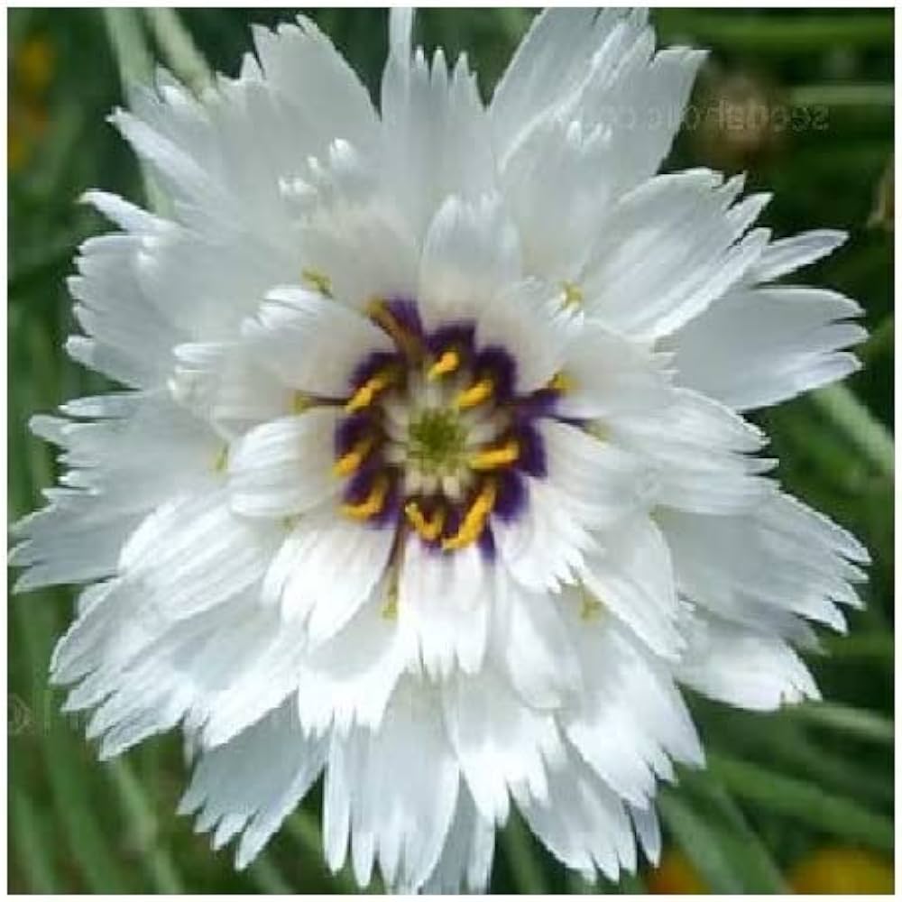 Cupid's Dart Seeds (White Flowers) Seeds for Garden