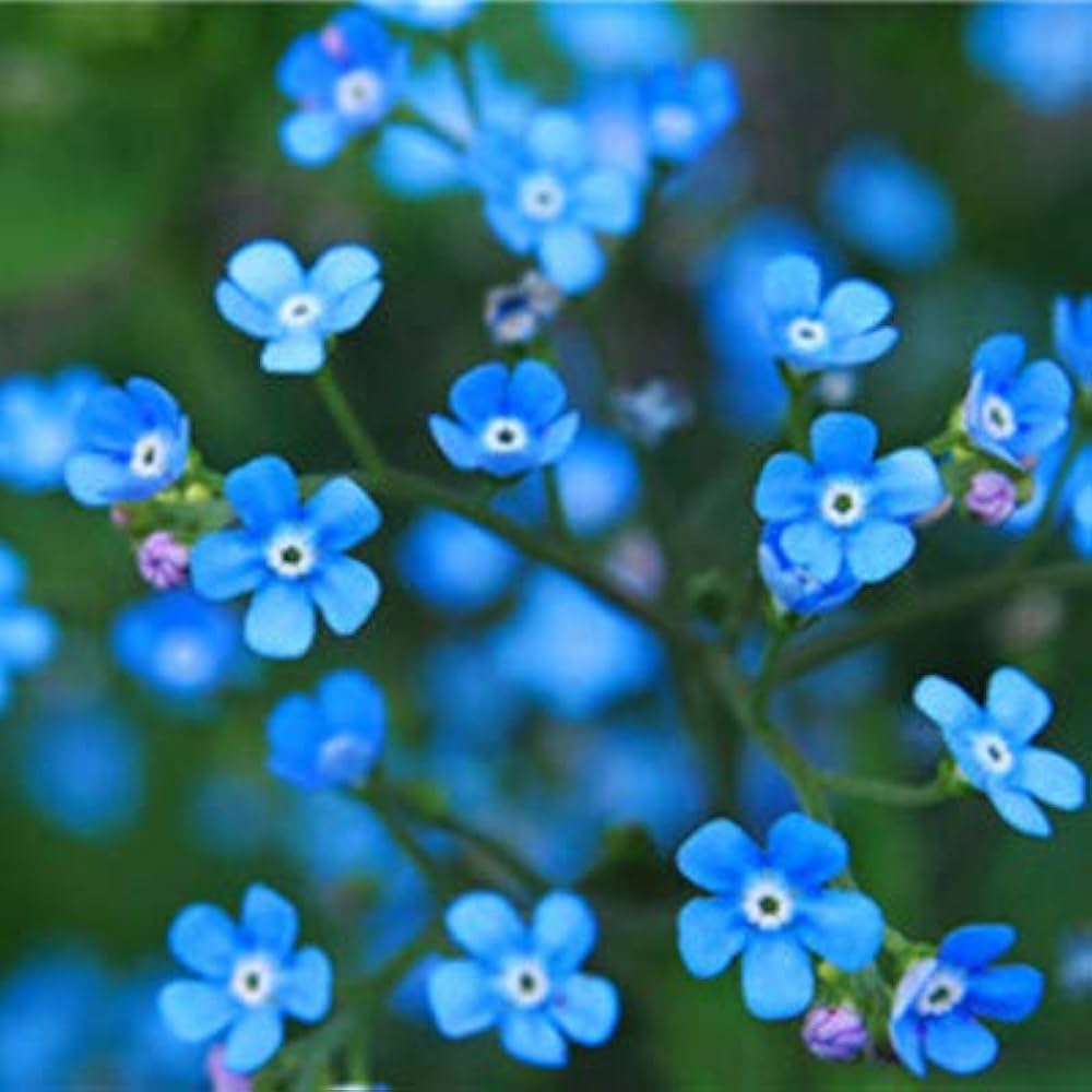 Forget Me Not Perennial Myosotis Blue Flower Seeds for Planting Garden