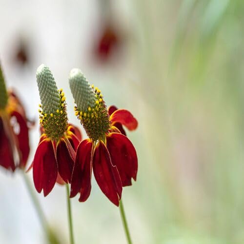 Red Ratibida Flower - Heirloom, Non - Gmo Seeds