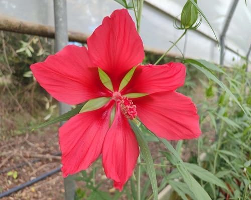 Red Hibiscus Coccineus Flower - Heirloom, Non - Gmo Seeds