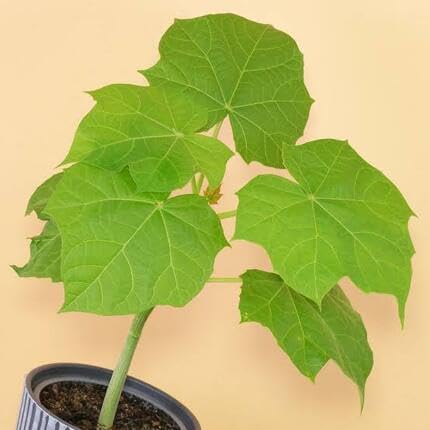 Green Jatropha Curcas Tree - Heirloom, Non - Gmo Seeds