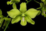 Green Phalaenopsis Orchid Flower Seeds, Heirloom, Non-GMO Seeds for Planting Dhara Seeds