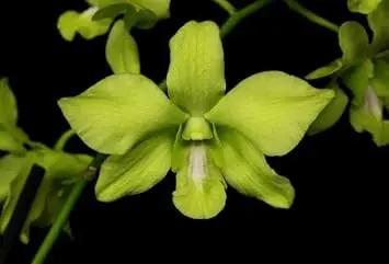 Green Phalaenopsis Orchid Flower Seeds, Heirloom, Non-GMO Seeds for Planting Dhara Seeds
