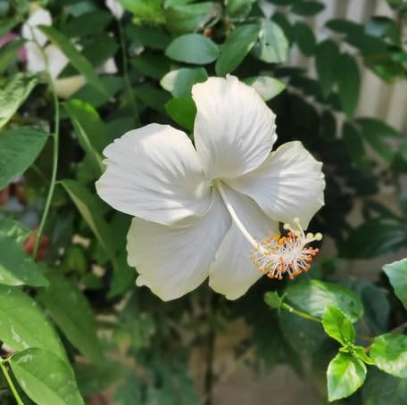 White Hibiscus Flower