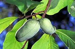 Green Asminia Triloba Plant Seeds for Planting - NON GMO Seeds for planting in home garden