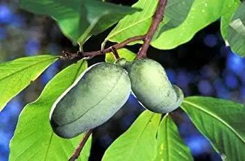 Green Asminia Triloba Plant Seeds for Planting - NON GMO Seeds for planting in home garden