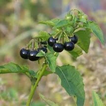Black Solanum Fruit - Heirloom, Non - Gmo Seeds