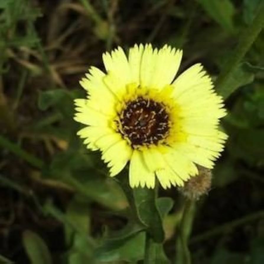 Tolpis Umbrella Milkwort Tolpis barbata Seeds for planting in flower bed
