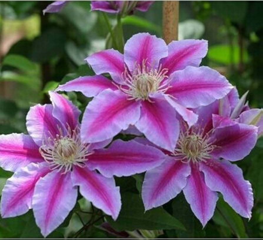 Clematis Josephine Seeds – Rare Double Bloom Clematis Flower Seeds