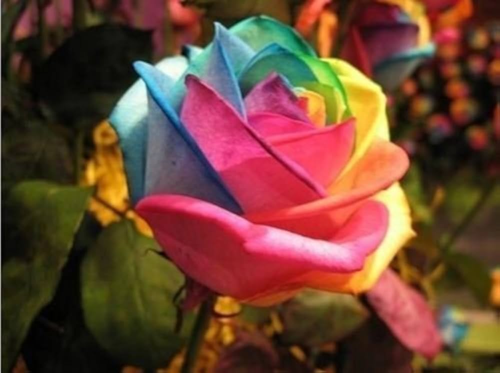 Holland Rainbow Rose Rosa spp. Seeds for Planting - Perfect for Flower Bed & Garden