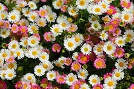 Erigeron Profusion Seeds for Planting – Organic, Heirloom, Non-GMO Flower Seeds