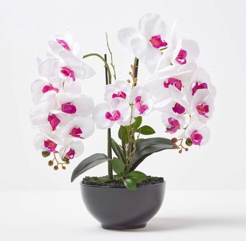 White Pink Orchid Flower - Heirloom, Non - Gmo Seeds