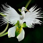 Egret Orchid Seeds - Japanese Radiata White – Dharaseeds