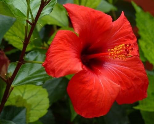 Hibiscus Flower Seeds – Heirloom, Non-GMO, High Germination Organic Garden Seeds for Planting