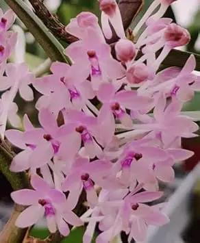 Baby Pink Orchid Seeds for Planting - NON GMO Seeds Dhara Seeds
