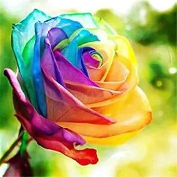 Rainbow Rose Plant Seeds for Garden - Heirloom Non-GMO Seeds for Planting and Growing Dhara Seeds