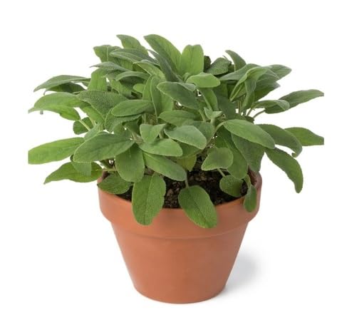 Green Sage
