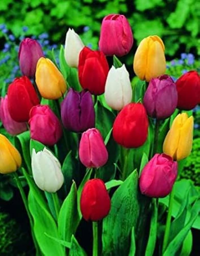 Tulip Tulipa gesneriana flower seeds for planting in home garden and container beds