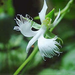 Egret Flower Seeds for Planting, Heirloom, Non-GMO, 100 for planting in home garden