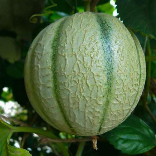 Green Cantalope Melon Fruit