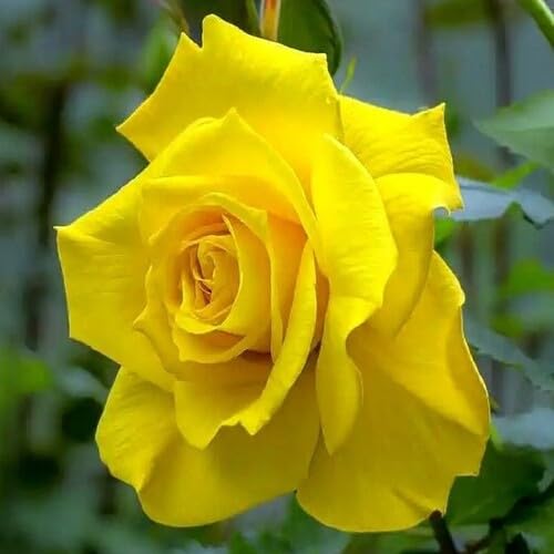 Giant Rose Flower Yellow - Heirloom, Non - Gmo Seeds