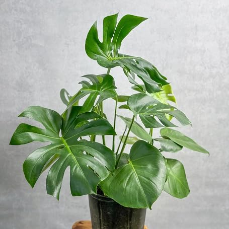 Green Monstera