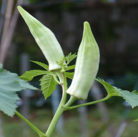 White Okra - Heirloom, Non - Gmo Seeds