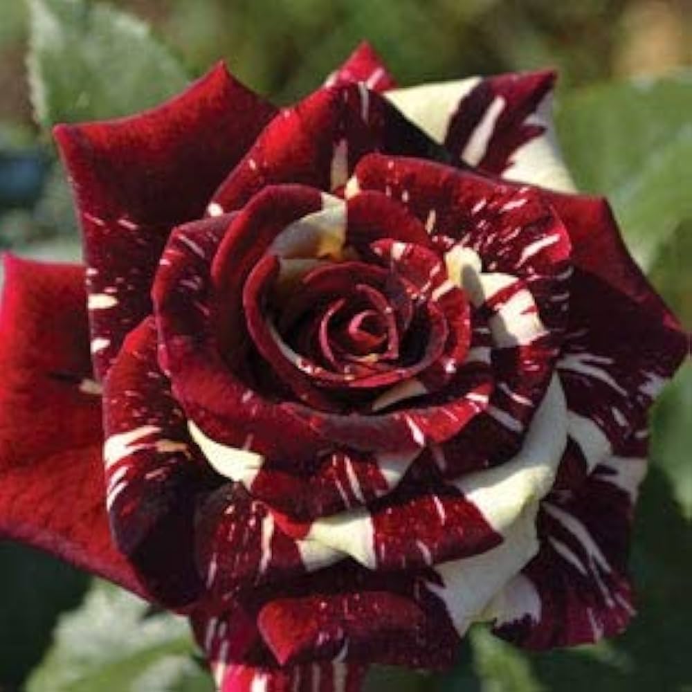 Abracadabra Rose Rosa species Seeds for Planting in Flower Bed